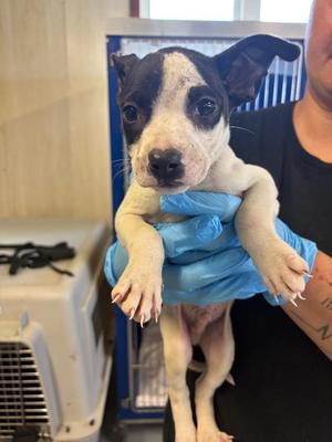 Banana Splitzville, Mixed Breed, puppy, available for adoption