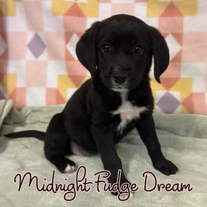 Midnight Fudge Dream, Mixed Breed, puppy, available for adoption