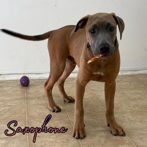 Saxophone, Boxer / Pit Bull Terrier, puppy, available for adoption