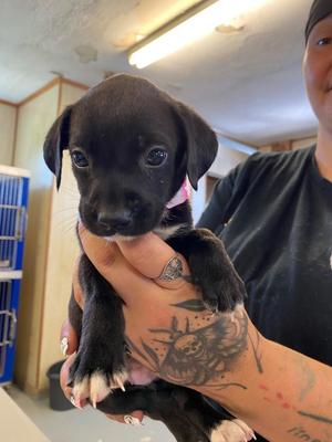Velvet Cocoa Bliss, Mixed Breed, puppy, available for adoption