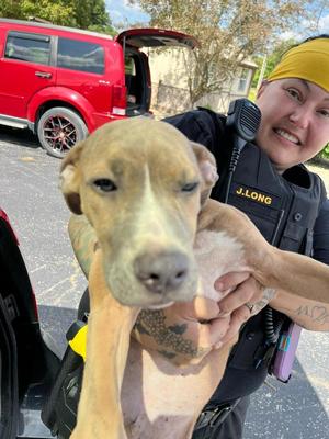 Flute, Boxer / Pit Bull Terrier, puppy, available for adoption