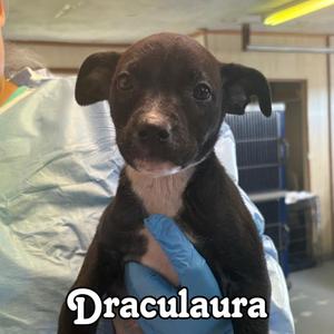 Draculaura, Cattle Dog, puppy, available for adoption