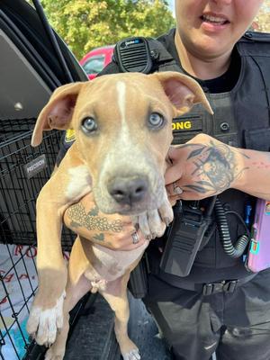 Oboe, Boxer / Pit Bull Terrier, puppy, available for adoption