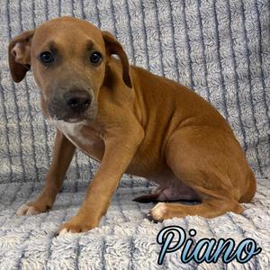 Piano, Boxer / Pit Bull Terrier, puppy, available for adoption
