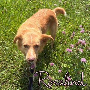 Rosalind, Mixed Breed, young, available for adoption