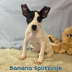 Banana Splitzville, Pit Bull Terrier / Mixed Breed, puppy, available for adoption