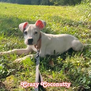 Crazy Coconutty, Pit Bull Terrier / Mixed Breed, puppy, available for adoption