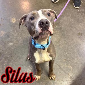 A brown and white dog with a blue collar, sitting on a concrete floor, looking up with its tongue out. The name "Silus" is written in red text in the bottom left corner.