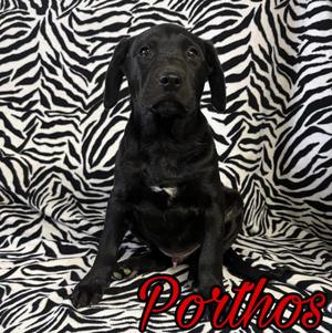 Porthos, Pit Bull Terrier / Australian Cattle Dog / Blue Heeler, puppy, available for adoption