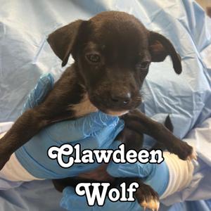 Clawdeen Wolf, Shepherd / Cattle Dog, puppy, available for adoption