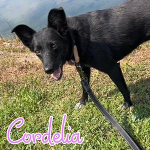 Cordelia, Mixed Breed, young, available for adoption