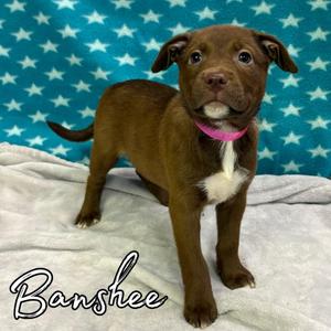 Banshee, Retriever / Mixed Breed, puppy, available for adoption