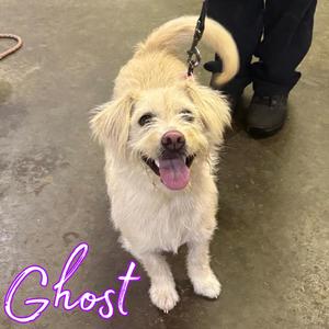 Ghost, Terrier / Corgi, puppy, available for adoption