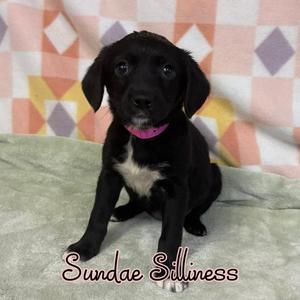 Sundae Silliness, Mixed Breed, puppy, available for adoption