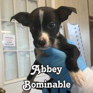 Abbey Bominable, Shepherd / Cattle Dog, puppy, available for adoption