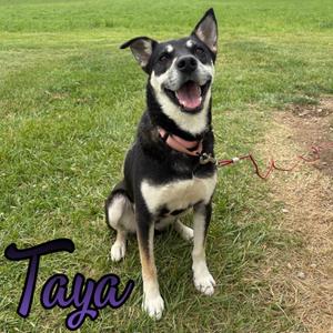 Taya, Shepherd / Husky, adult, available for adoption