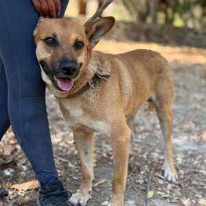 Clarence, Shepherd, adult, available for adoption