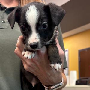 Ezra, Terrier, Jack Russell, puppy, available for adoption