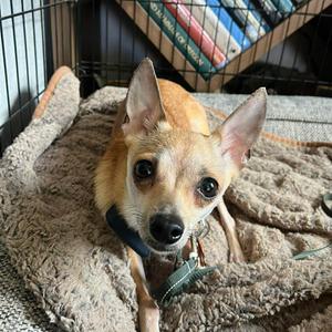 Chola, Chihuahua, adult, available for adoption