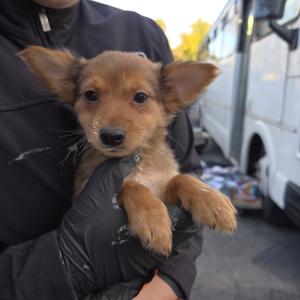 Conner, Mixed Breed (Small), puppy, available for adoption