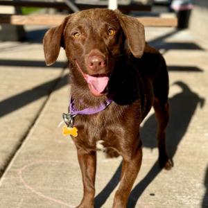 Coco, Retriever, Chocolate Labrador, adult, available for adoption