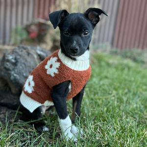 Amber, Terrier, Jack Russell, puppy, available for adoption