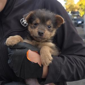 A small puppy with brown and black fur being held in someone's arms.