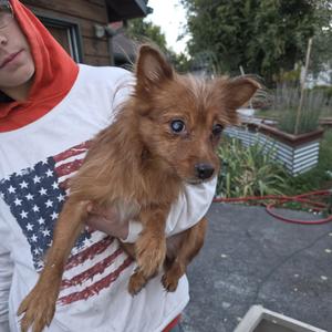Booster, Mixed Breed (Small), adult, available for adoption