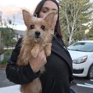 Bella, Mixed Breed (Small), adult, available for adoption
