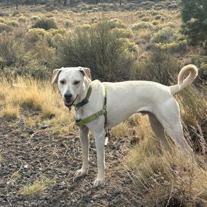 A white dog with a green harness standing on a rocky path in a dry, grassy area.