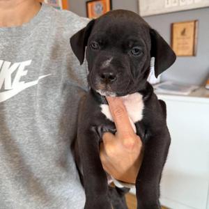 Belle Pepper (Female), Mixed Breed (Medium), puppy, available for adoption