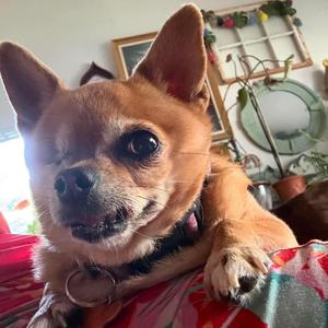 Bambi, Chihuahua, senior, available for adoption