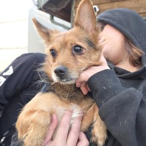 Chandler, Mixed Breed (Small), adult, available for adoption