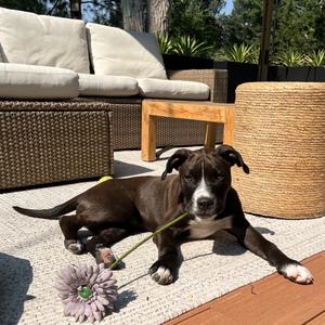 Blitz, Mixed Breed (Medium), adult, available for adoption