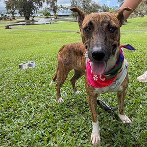 Beauty, Mixed Breed (Medium), adult, available for adoption