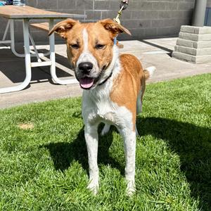 Bowie **Adventure Boy Who's Ready to Rock!**, Cattle Dog, adult, available for adoption