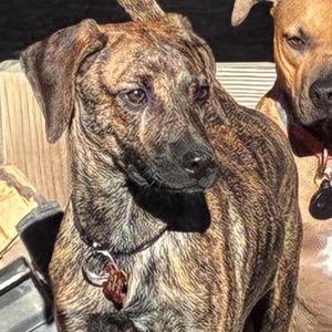 Bo, Hound, adult, available for adoption
