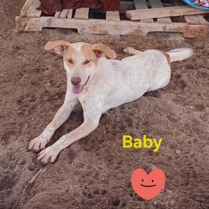 A white dog with brown spots lying on the ground, with the word "Baby" written in yellow text and a red heart symbol below it.