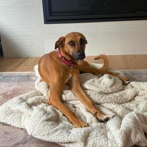 Ayura, Mixed Breed (Medium), adult, available for adoption