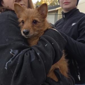 A small brown dog being held by a person in a black jacket.