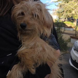 Benji, Mixed Breed (Small), adult, available for adoption