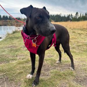 Clair, Pei, Shar, adult, available for adoption
