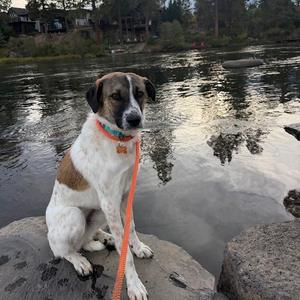A dog sitting on a rock by a river, wearing a bright orange leash.