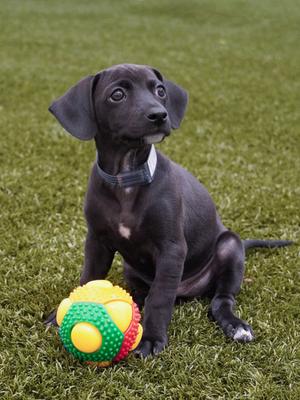 Lensky (61276551), Mixed Breed, puppy, available for adoption