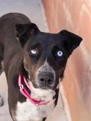 Vero, Mixed Breed, young, available for adoption