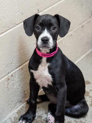 Bella, Pit Bull Terrier Mix, puppy, available for adoption