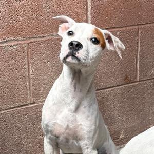 Daisy, German Shepherd Dog Mix, puppy, available for adoption