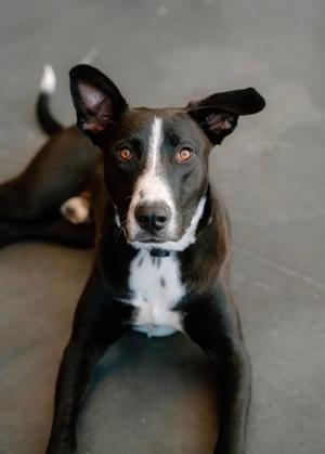 Benson (60997030), Boxer Mix, young, available for adoption