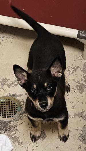Kandy, Alaskan Husky Mix, puppy, available for adoption