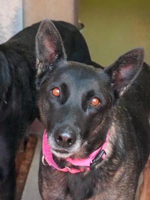 A black dog with brown eyes wearing a pink collar